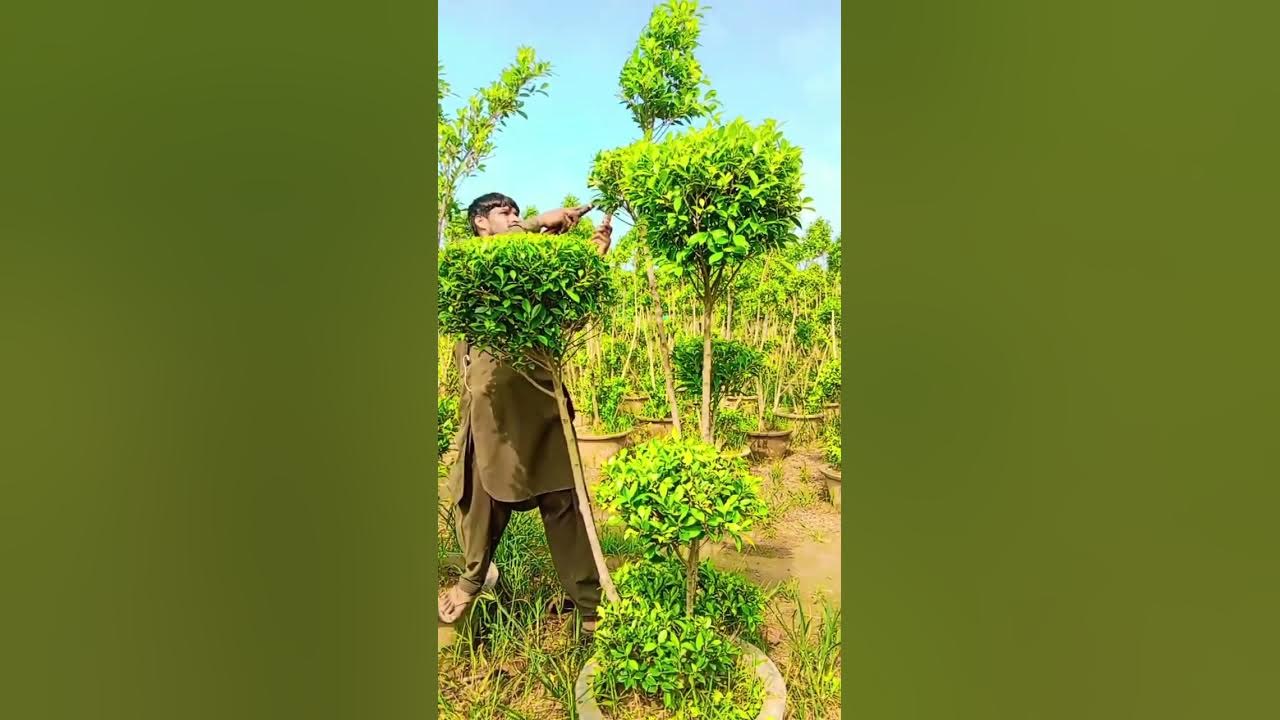 best five ideas for plants cutting in Pakistan Nursery farms at pattoki