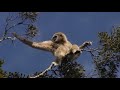 Goodbye to Atlas the Gibbon