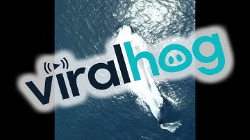 Aerial Footage of Bryde