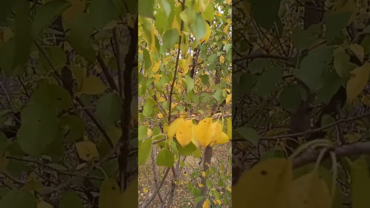 Beautiful relaxing garden (2024)