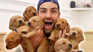 THE PUPPIES TRIPLED IN SIZE! | Episode 15