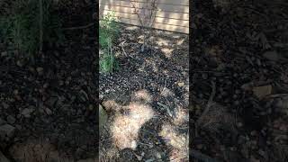 BaZiLLioNS of acorns this year! 2024!