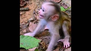 Poor baby monkey Leo crying temper without mother