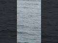 Can you spot the Eider ducks?