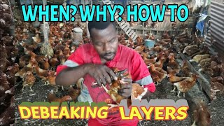 Chicken Farming. What You must know before&after the whole process of debeaking. Why debeak?