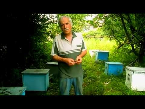 futkris rdze (ფუტკრის რძე - ჯანმრთელობის და ახალგაზრდობის ელექსირი)