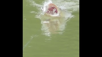 Cận Cảnh Cá Lóc Táp Mồi #huynhvananfishing #snakeheadfishing #caucaloc