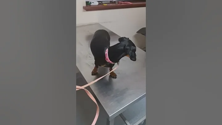 Dachshund when she shakes that vet table