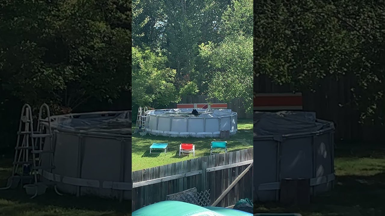 Bear Blows Bubbles in Backyard Pool || ViralHog - YouTube