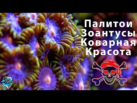 Морские кораллы Палитои и Зоантусы. Осторожно, опасно для здоровья!! Содержание в морском аквариуме.