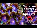 Морские кораллы Палитои и Зоантусы. Осторожно, опасно для здоровья!! Содержание в морском аквариуме.