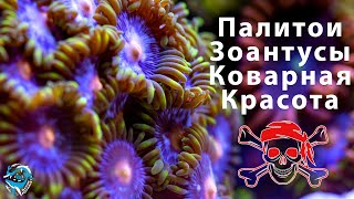 видео: Морские кораллы Палитои и Зоантусы. Осторожно, опасно для здоровья!! Содержание в морском аквариуме. картинка: Морские кораллы Палитои и Зоантусы. Осторожно, опасно для здоровья!! Содержание в морском аквариуме.