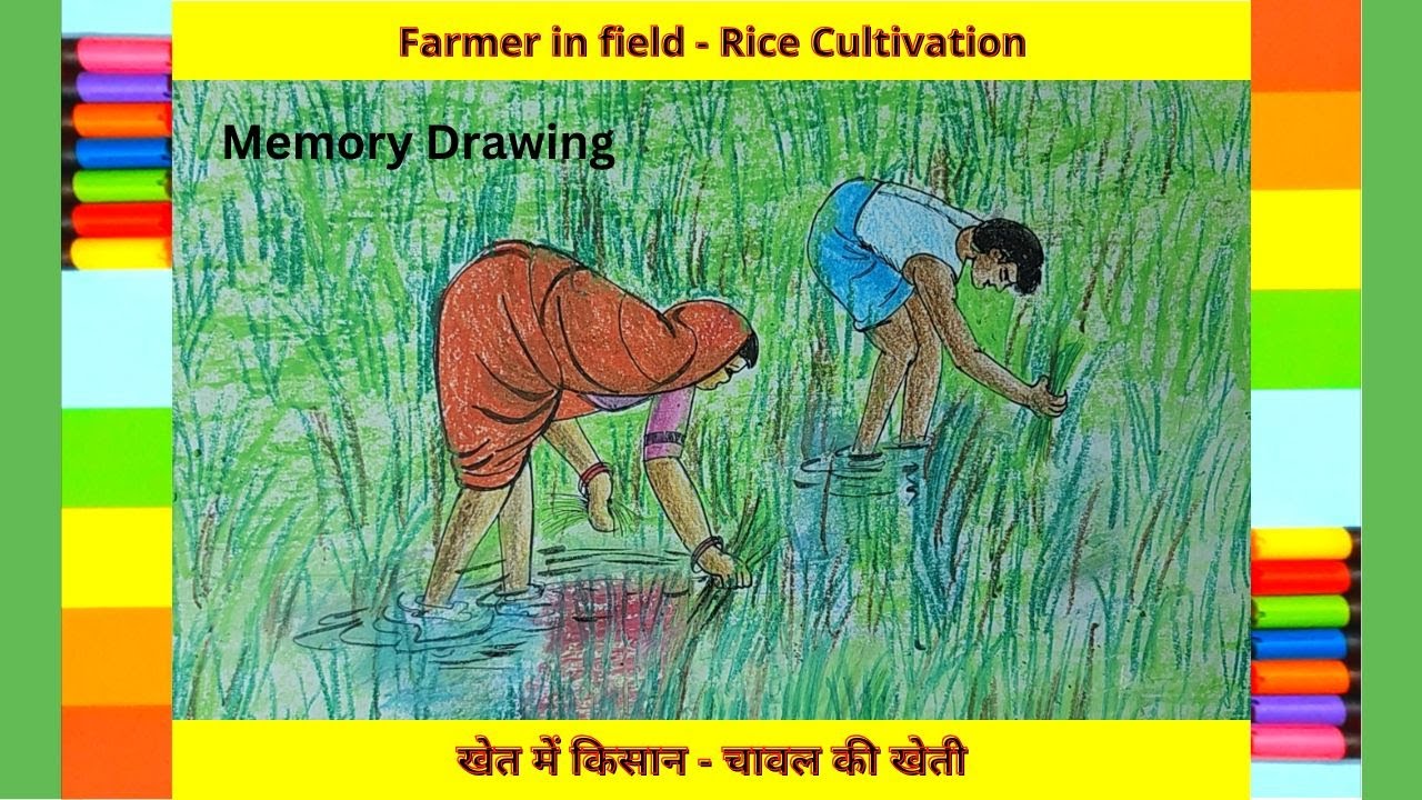 Draw Rice Harvesting Farmer in field - Rice Cultivation | Memory Drawing - YouTube