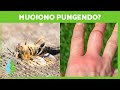 Perch le api muoiono quando pungono   curiosit sugli animali