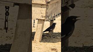 Common Myna Finds Shadow #shorts