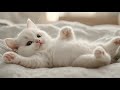 Meet The Sweetest Kitten You†Ll Ever See 🐠🌸 Cute Cat Kitten Catlovers Lipsync Meet The Sweetest Kitten You†Ll Ever See 🐠🌸 Cute Cat Kitten Catlovers Lipsync