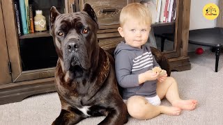 Kid Grows Up With His 125-Pound Dog Who Never Leaves His Side