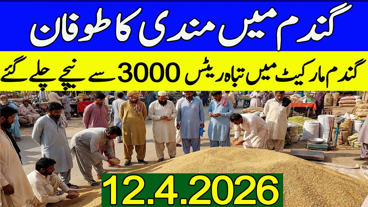 Wheat Price Today 2026|| Aaj Gandum ka Rate 😱|Gandam Rate Today 2026 ...