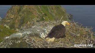 West End Bald Eagle Cam | The Dodo Tranquil Tuesdays LIVE