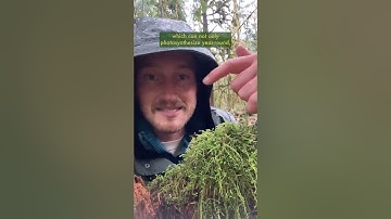 How the heck does Moss reproduce?