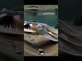 Nature Is Lying to Your Eyes #shorts#youtubeshorts#shortvideo#videocontent
