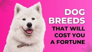 Top 10 Most Expensive Dog Breeds