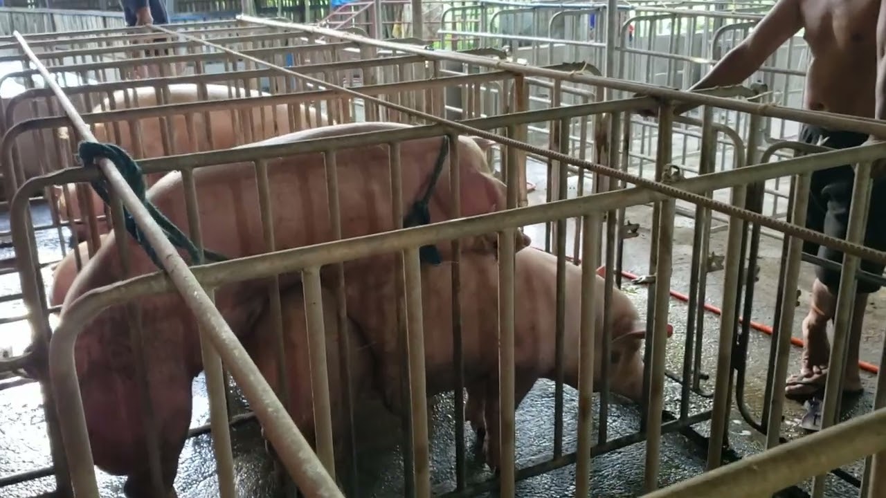 natural breeding large white