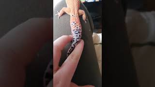 LEOPARD GECKOS TAIL DROPPING!!!!!