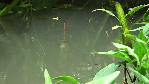 Câu Đài | Trải nghiệm câu Ổ tại sông Cổ Chiên - Trà Vinh