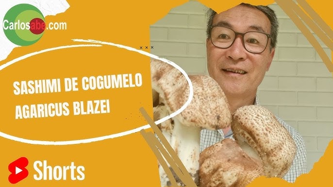 Mudas de Kunugui para Cultivo de Cogumelo Shiitake em Toras #shorts 