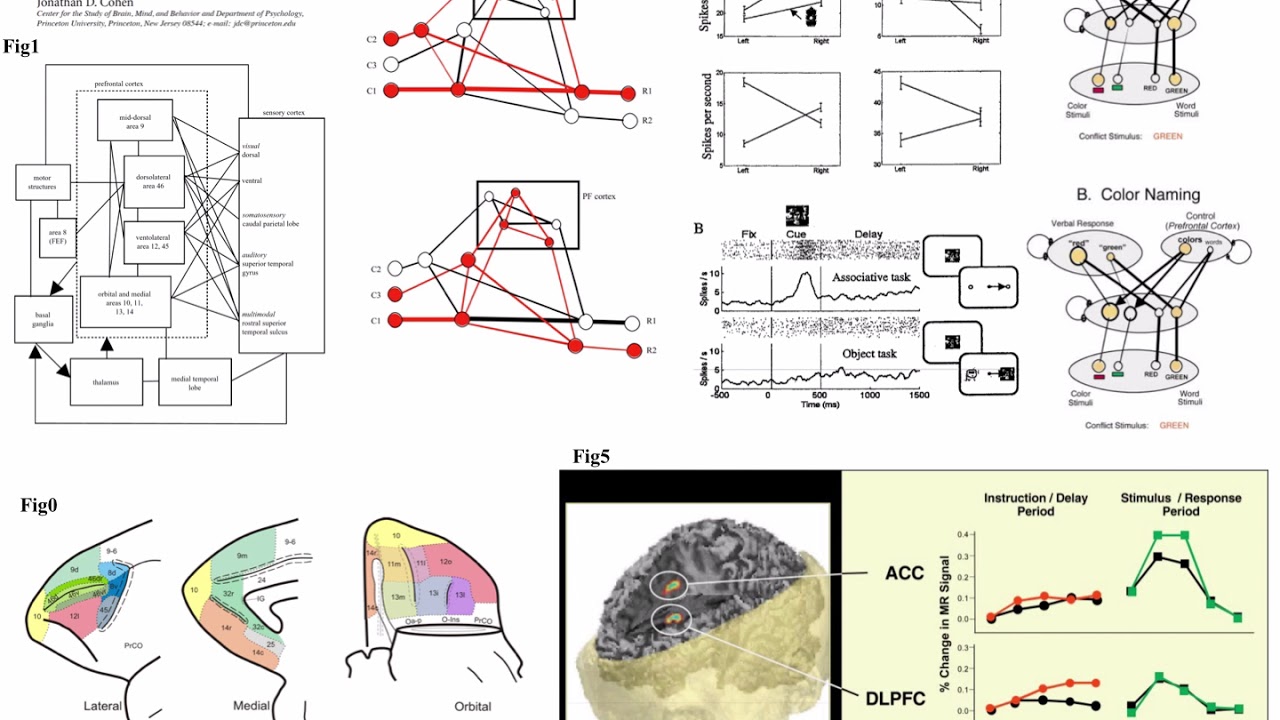 An Integrative Theory Of Prefrontal Cortex Function – VVZJB