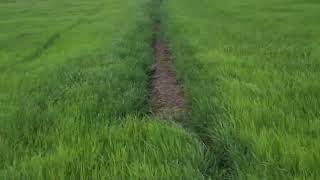 Growing rice from start to finish thailand 