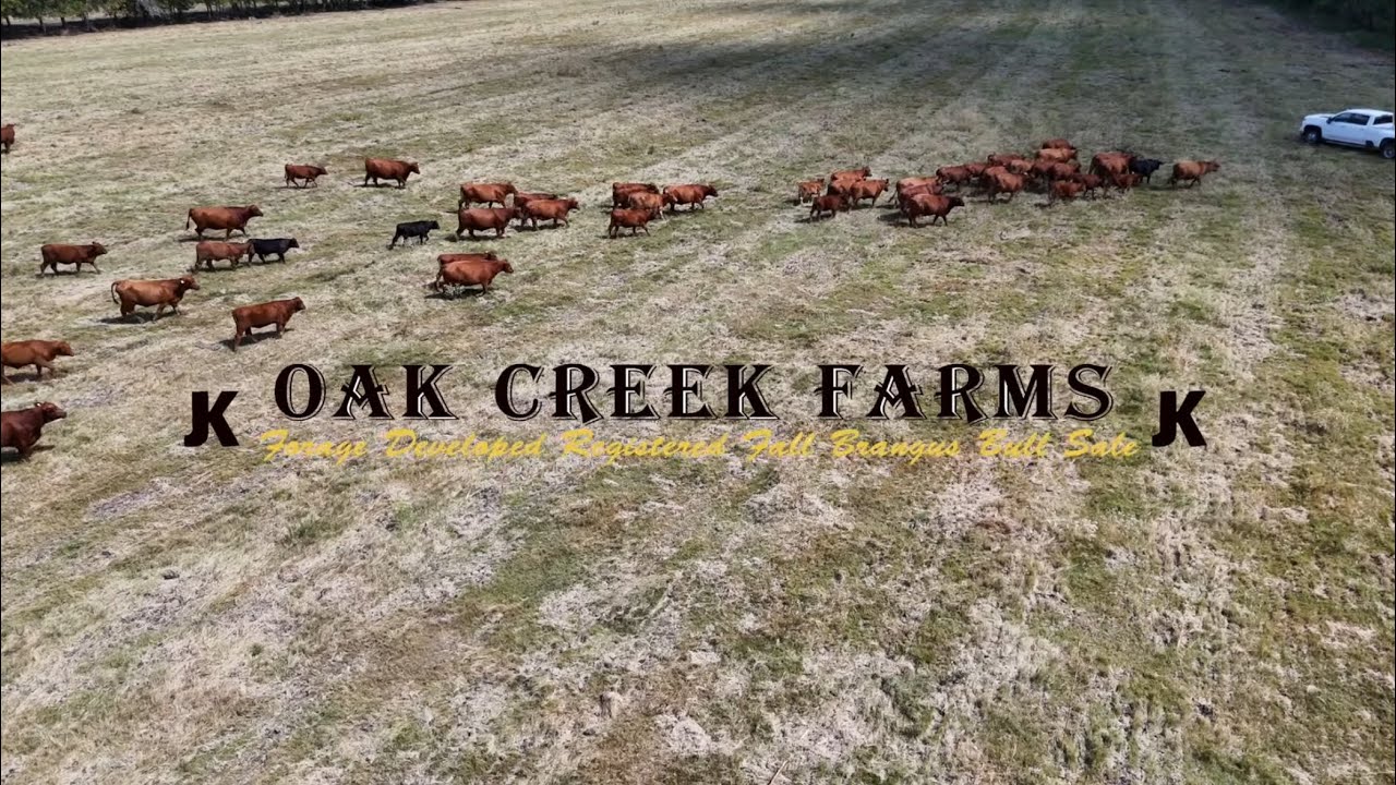 John Kopycinski interview with the International Brangus Breeders association October 2025