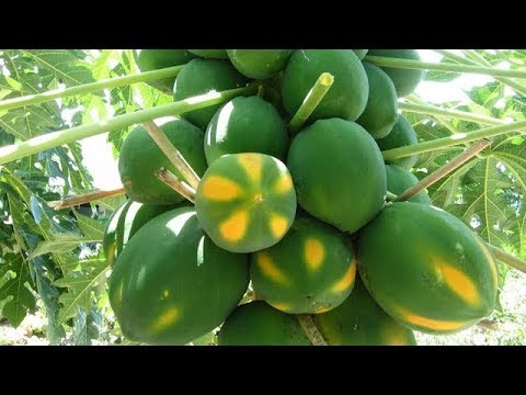पीलिया का इतना आसान इलाज नहीं जानते होंगे आप - Most Easy Treatment Of Jaundice At Home In Hindi