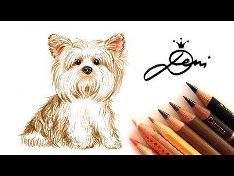 Video: Wie Zeichnet Man Einen Yorkshire Terrier Mit Einem Bleistift