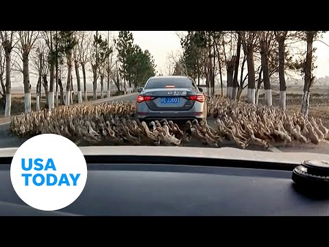 Caught on camera: Animals walk in circles around car | USA TODAY