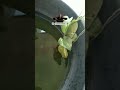 my koi tank ☺️🐟🐟#shortvideo #shorts #ytshorts #koifish