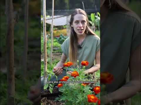 Vídeo: Cultivando cravos-de-defunto para flores em seu jardim