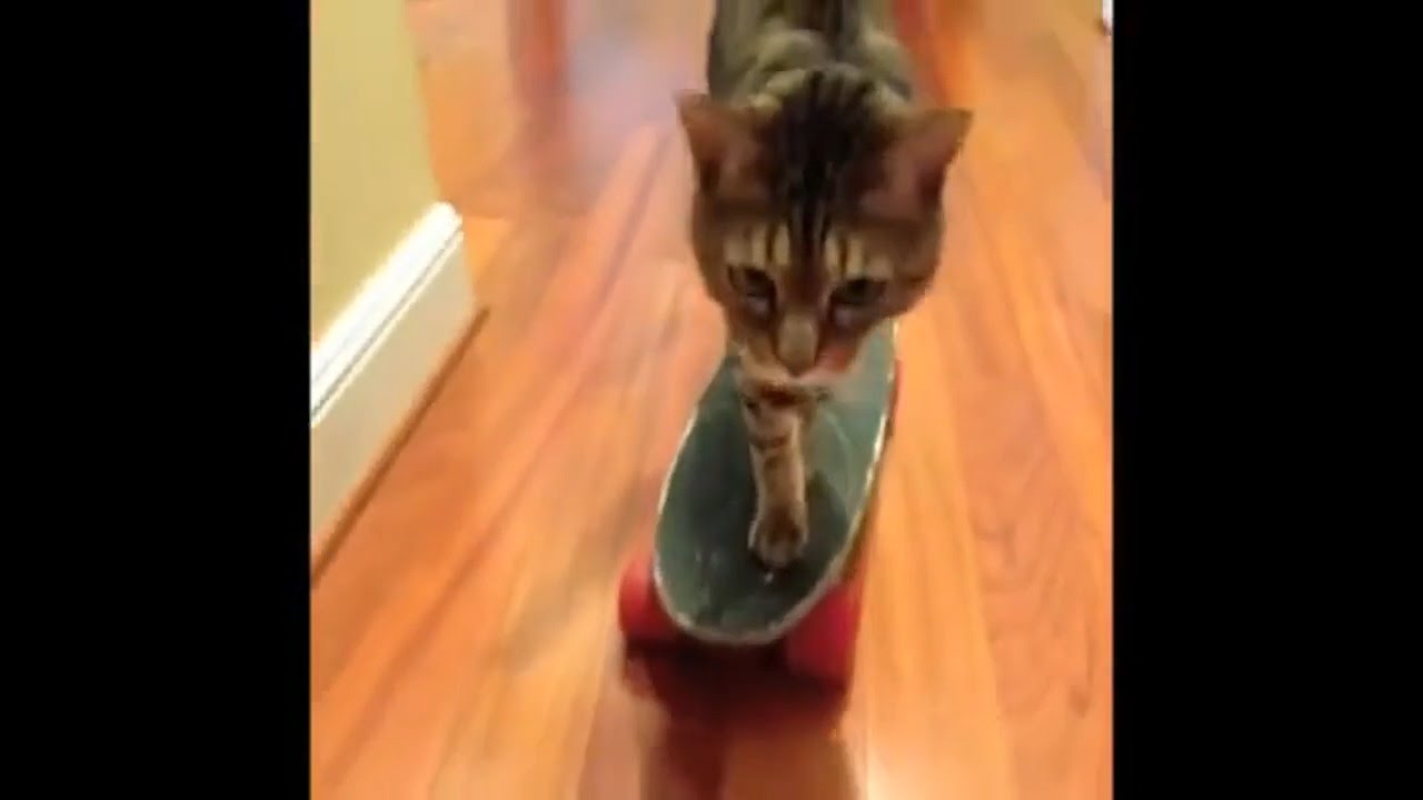 Skate Board Cat Best Funny Cats Videos for Today YouTube