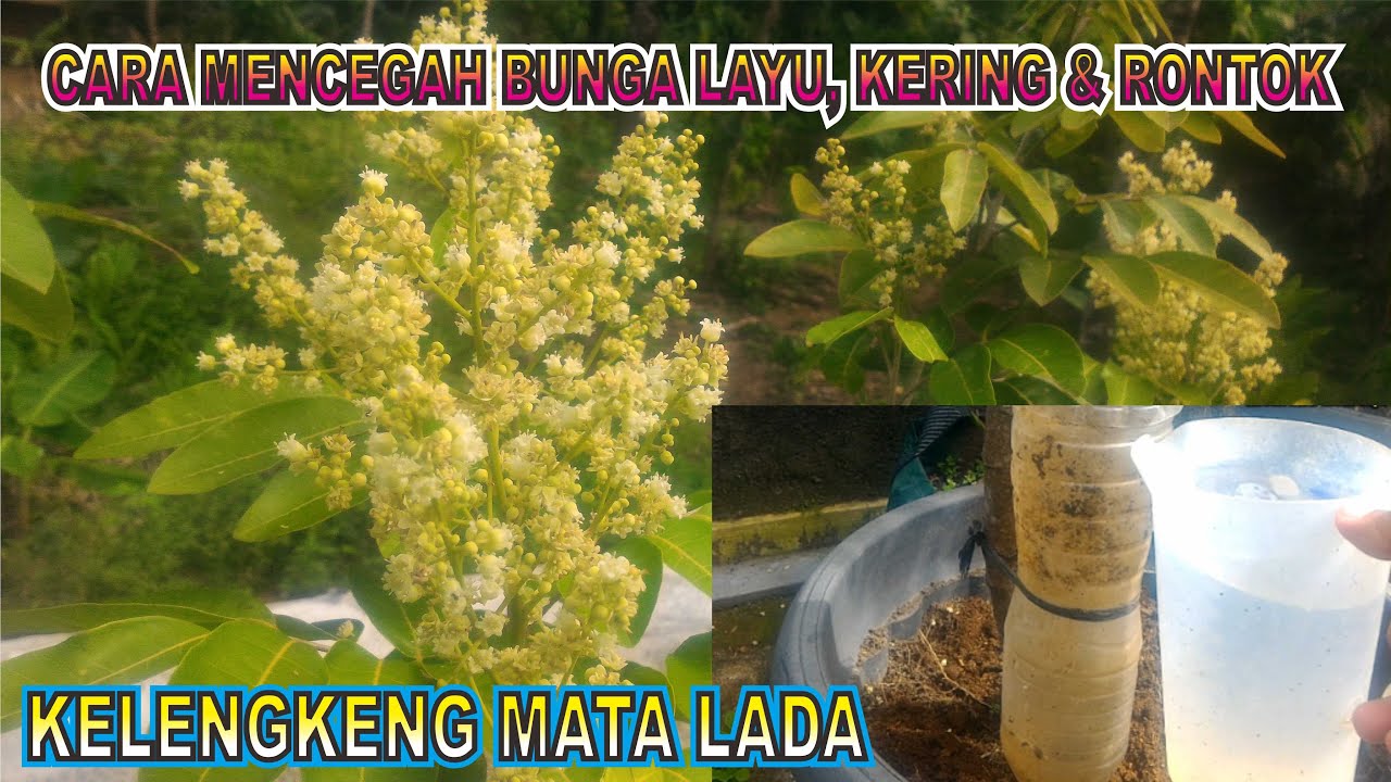 cara merawat bunga kelengkeng agar tidak mudah layu, kering dan rontok