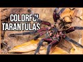 Biggest spiders caught on film - Xenesthis Edition