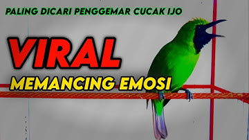 Masteran Dan Terapi Cucak Ijo Drop Mental,Birahi Melet & Macet Bunyi Dengar ini Auto Langsung Nyaut.