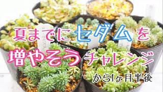 【多肉植物】夏までにセダムを増やそうチャレンジ‼️増やす作業❣️