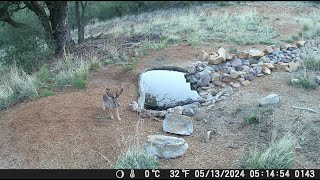 Doves, Blue Scrub Jays, Tanager Bird & Jack Rabbit: Caught on Pond Cam