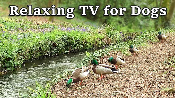 Relax Your Dog TV - 8 Hours of Relaxing TV for Dog...