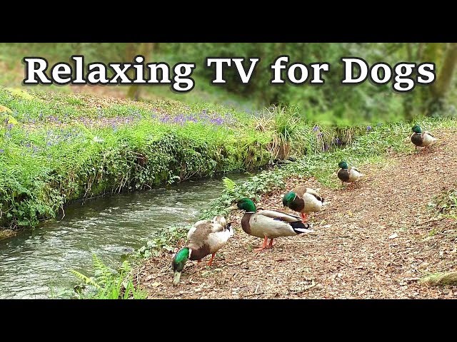 Relax Your Dog TV - 8 Hours of Relaxing TV for Dogs  at The Babbling Brook ✅