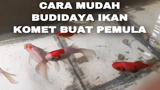 CARA MUDAH BUDIDAYA IKAN KOMET BUAT PEMULA | BUDIMAN TV