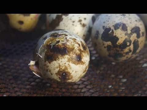 Video: Când eclozează prepelițele?