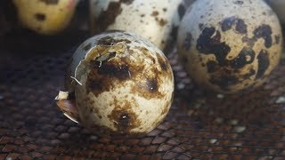 First Time Hatching Coturnix Quail Eggs!