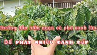 Cà phê xanh lùn có nhiều cành cấp không kỹ thuật bấm ngọn để cà phê xanh lùn phát nhiều cành cấp.